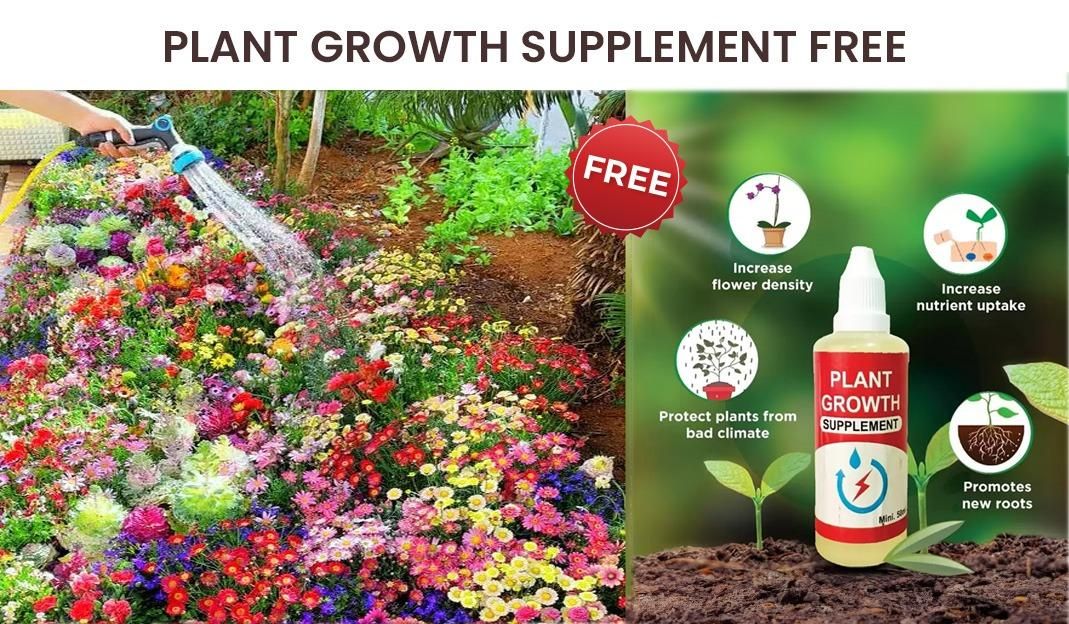 Elegant Climbing 🌹 Flower Seeds 🌹