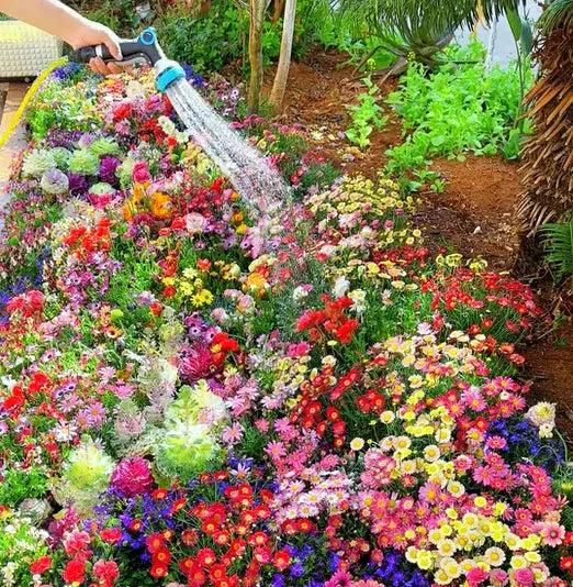 Elegant Climbing 🌹 Flower Seeds 🌹