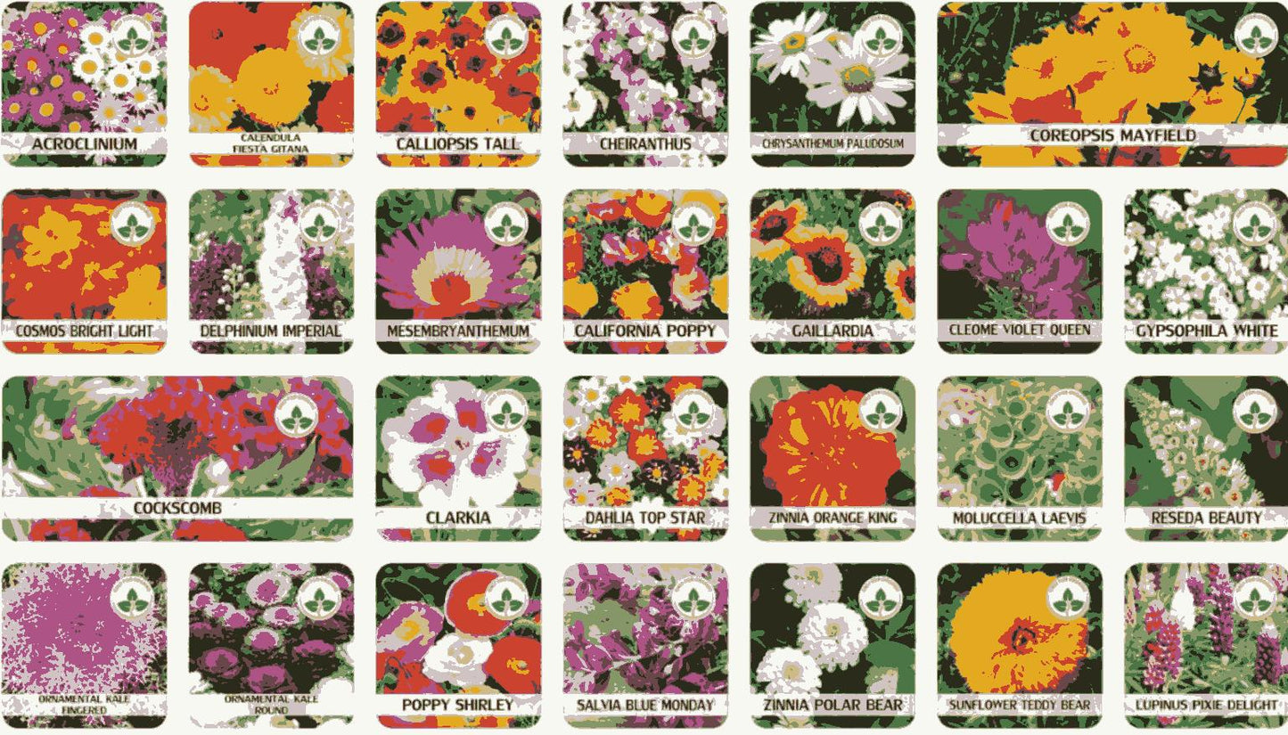 Elegant Climbing 🌹 Flower Seeds 🌹